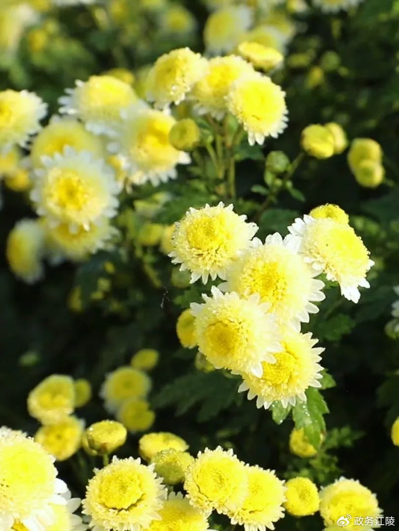 江陵菊花产业 敲开“花样”致富