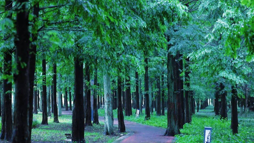 江陵仙鹤楼江陵西湖公园景色图片