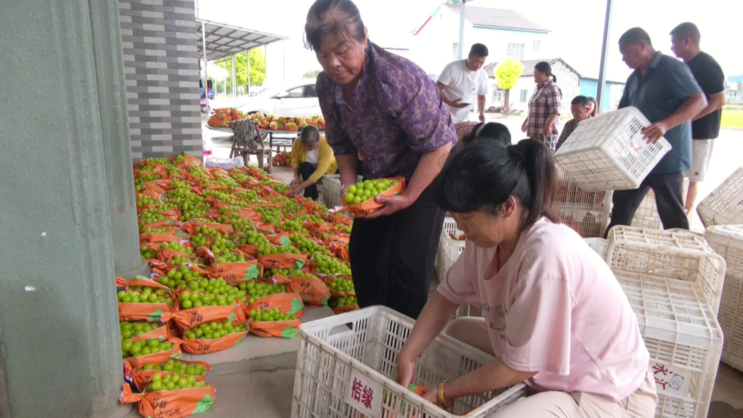 江陵县熊河镇幸福村的阳光玫瑰葡萄